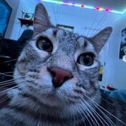 @zazu's Steam profile picture