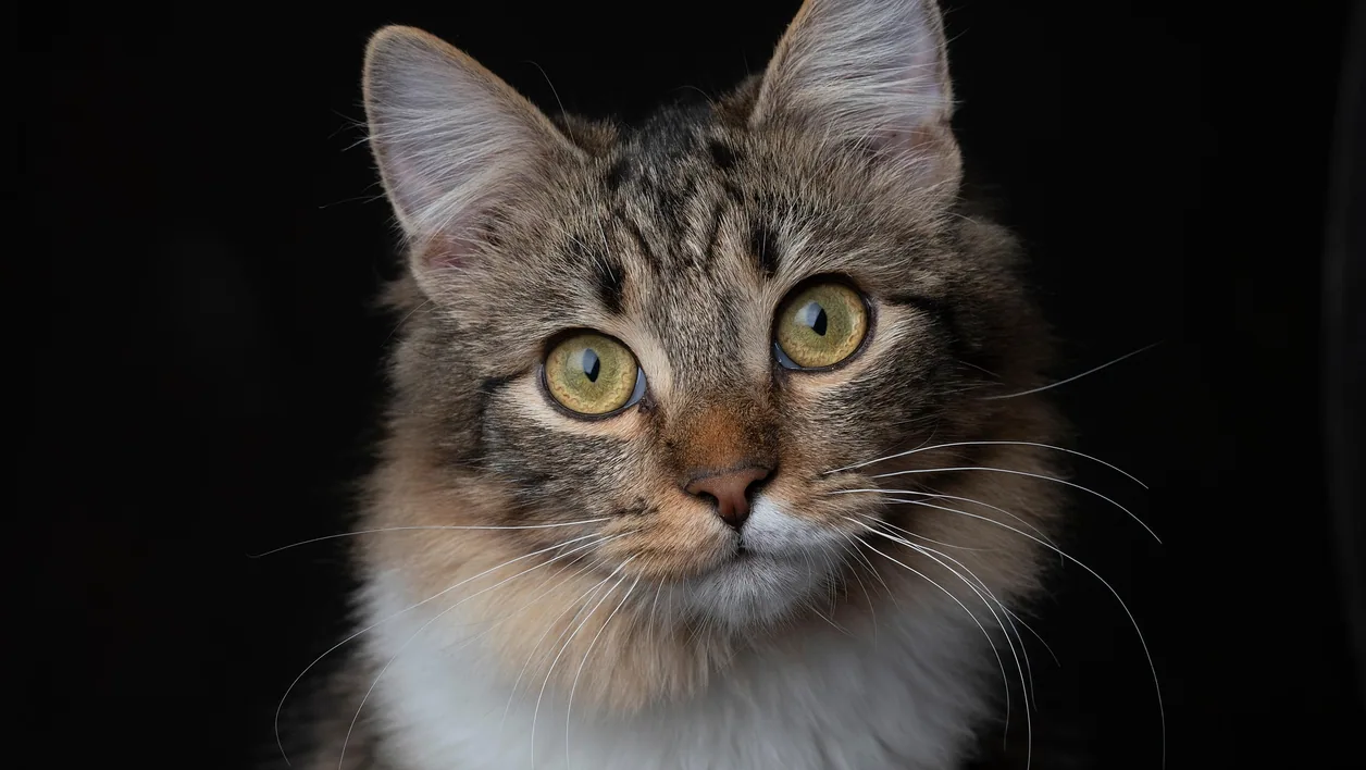 Cat photograph by alex_dorohov