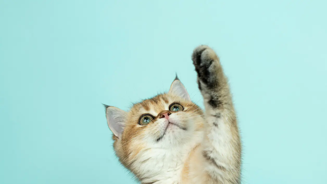 Cat photograph by Alvan Nee (@alvannee)