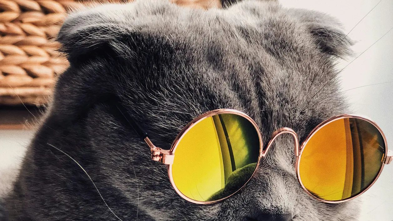 Cat photograph by Raoul Droog (@raouldroog)