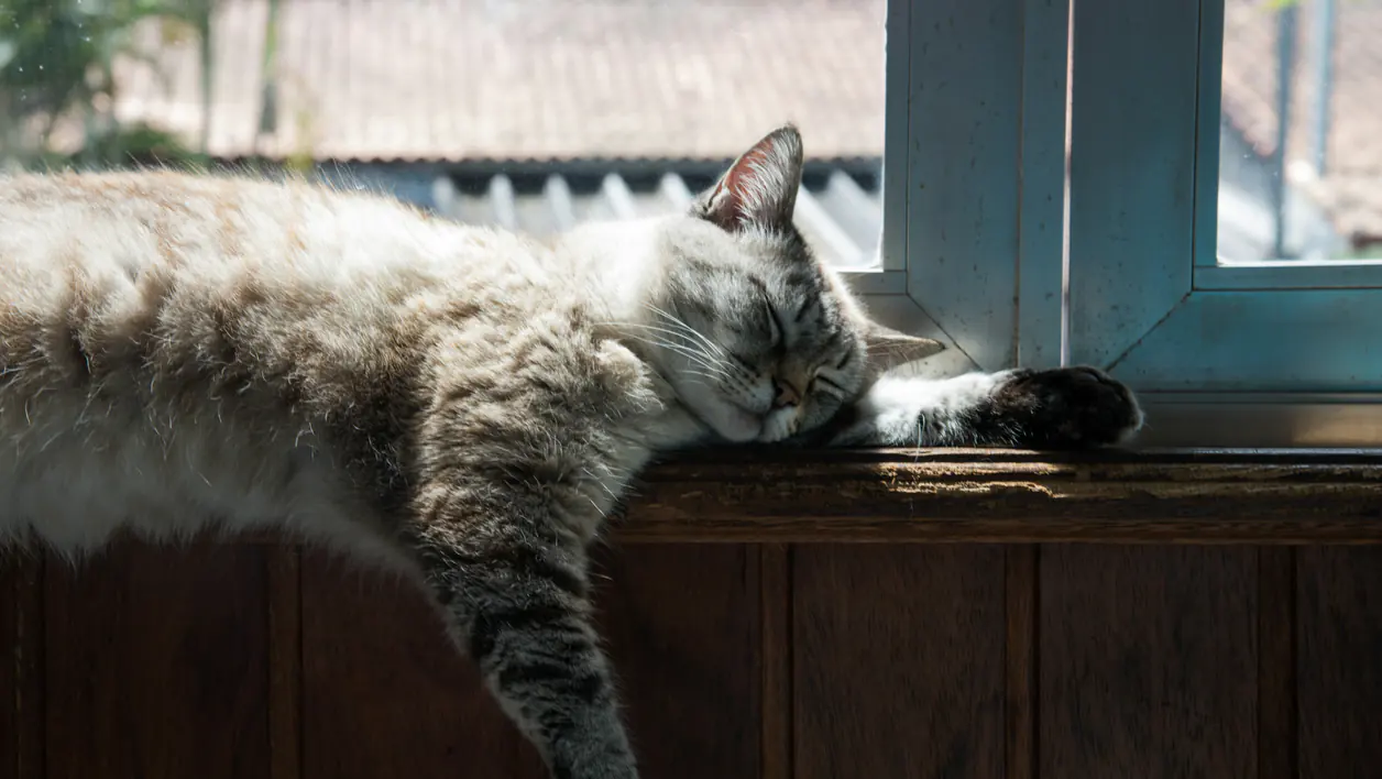 Cat photograph by Roberto Huczek (@tamoio)